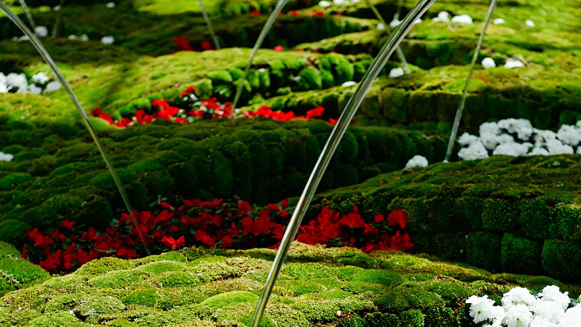 Bellagio Conservatory, photograph 2 of 2